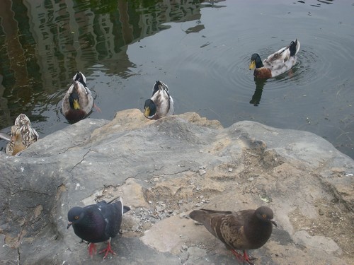 구암공원 호수가변에서 오리가 몰려들자 비둘기가 얼른 피하고 있다. 