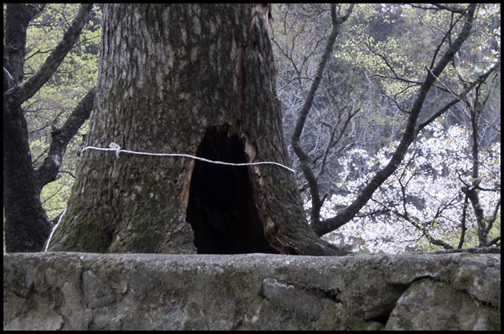 몇 백 년이 흘렀다고 하는데, 큰 느티나무 밑 둥치에는 커다란 구멍이 뚫려 있었어요. 이 느티나무도 오랫동안 수도리 마을에서 일어나는 갖가지 이야기들을 다 알고 있는 듯했어요.