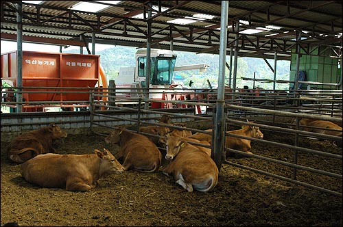 낮은 소값 때문에 축산농가에선 다 키운 소를 내다팔지도 못하고 있는 실정이다.