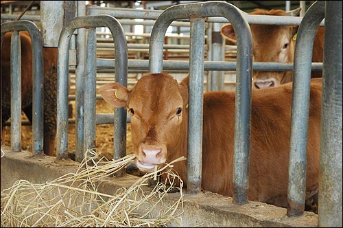 미국산 쇠고기 수입여파로 송아지를 사서 키워 내다팔려는 농가도 급감했다.