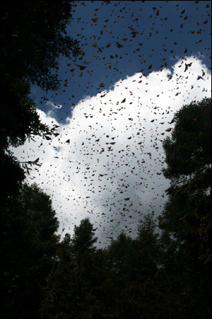 마치 괴기영화의 한 장면처럼 엄청난 나비떼가 하늘을 뒤덮는다. 