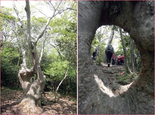 남망산 등산길에 만난 기이한 모양의 팽나무. 이른바 '부부느티나무'로 이름 붙었다. 나무에 뚫린 구멍 사이로 본 등산객들의 모습도 정겹다.