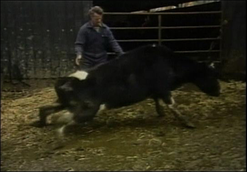 4월29일 MBC <PD수첩>이 방송한 "미국산 쇠고기, 과연 광우병에서 안전한가?"의 한 장면.