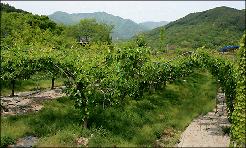 배 과수원