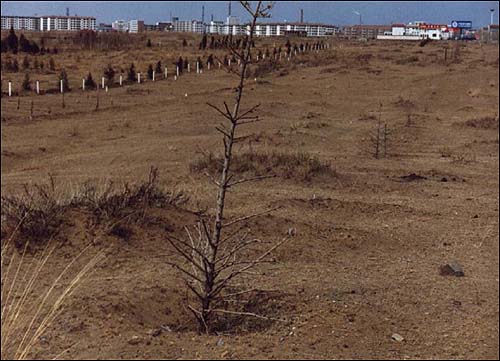 초원에 나무를 심으면 얼마 못 가 이렇게 죽기도 한다. 사막화 방지 사업에서 중요한 것은 해당 지역 기후 여건에 맞춰야 한다는 것이다.