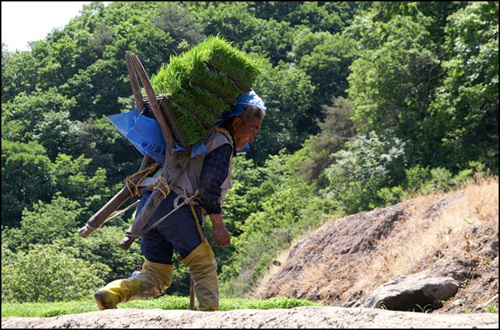 지게에 모판을 나르며 이형옥 할아버지는 올해 나이가 여든이에요. 그런데도 매우 정정하답니다. 지게에 모판을 켜켜이 싣고 나르고 있어요.