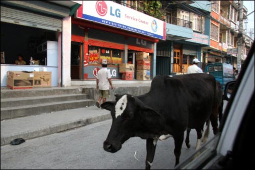 힌두교인들이 절대 다수인 인도와 네팔에서는 지금도 소를 죽이지도, 그 고기를 먹지도 않는다. 또 소가 차도에 드러누워 있거나 인도를 가로막고 있어도 개의치 않고 소를 비켜간다. 
