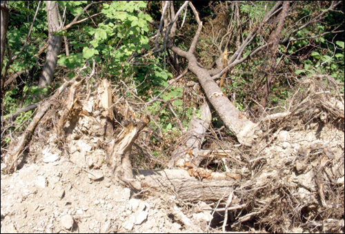 옥천군 금강변 산림이 불법훼손됐다.