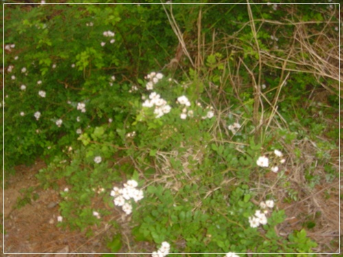 하얀 찔레꽃