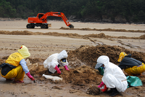 태안 일부 해변에선 아직도 모래 뒤집기 실시 후 기름이 흘러나오고 있는 가운데 지역주민들이 기름제거 방제작업을 하고 있다.