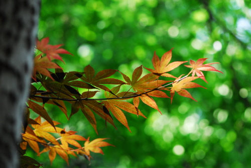 푸른신록의 산속에 단풍나무 밝게 잎이 밝게 빛나고 있다. 