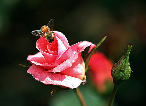 장미꽃의 화려함에 빠진 꿀벌이 부지런히 꿀을 따고 있습니다.
