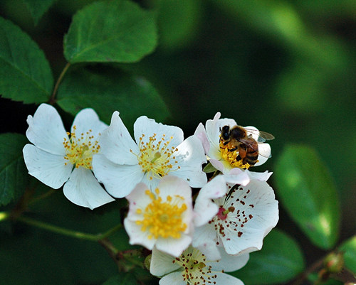그윽한 찔레꽃 향기에 끌려 꿀벌이 찔레꽃에 앉아 꿀을 따고 있습니다.