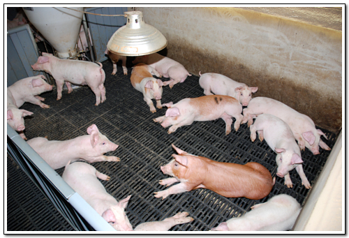 돼지들은 비교적 좋은 환경에서 자라고 있었다.