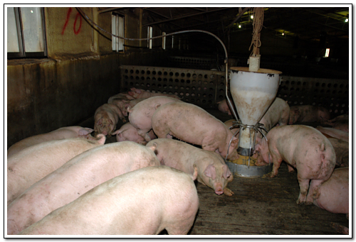 100kg 정도가 되면 돼지들은 출하를 하게된다. 이곳에서는 녹차와 서씨가 개발한 사료를 이용하여 돼지를 사육하고 있어 맛이 독특하다고 한다.