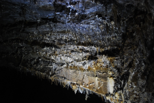 화암동굴의 큰 바위에서 작게 종유석이 자라는 모습