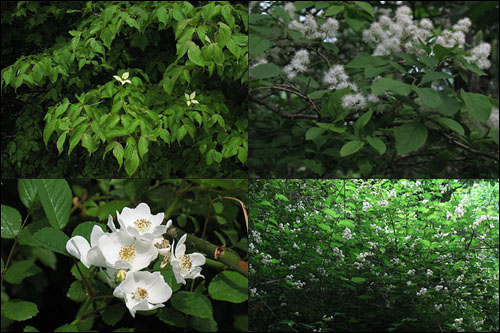 한창 꽃을 피우는 중인 나무들. 좌로부터 소리딸나무·노린재나무·찔레나무·국수나무의 순이다. 
