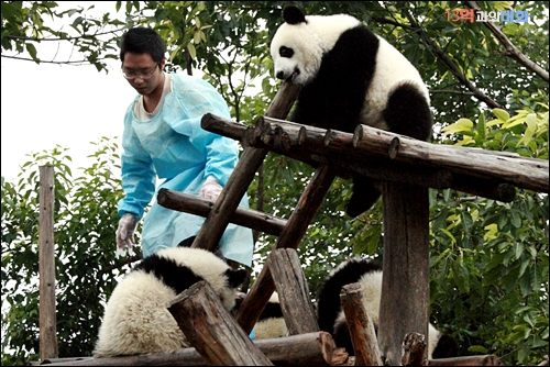 중국발품취재 중에 찾은 청두의 판다 자연생태공원