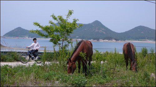 섬, 바다, 말, 자전거, 해찰... 