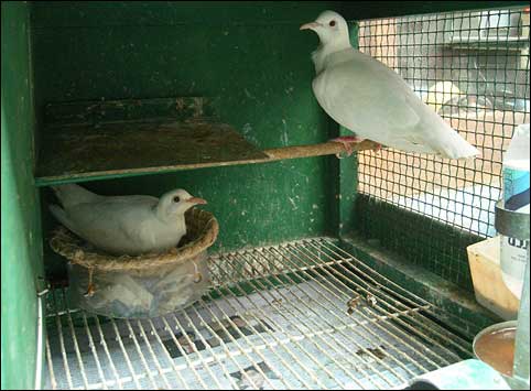 이흥선옹이 가장 좋아하는 마술도구는 태국산 하얀 비둘기다.