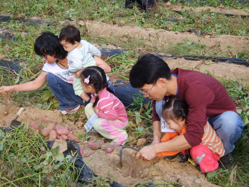 지난해 가을에 장수마을에서 실시한 고구마 캐기 행사에서 회원 가족들이 고구마를 캐고 있는 중이다.
