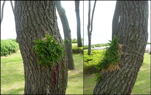  높은 바위나 나무 위에서 그윽한 향을 풍기며 살아간다고 해서 선초(仙草)라고도 물리는 풍란은 시인묵객들이 처마에 메달아 놓고 풍류를 즐겼다고 합니다.  
