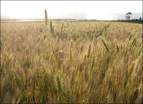 수확기를 앞둔 밀밭이 황금물결로 출렁이고 있다. 