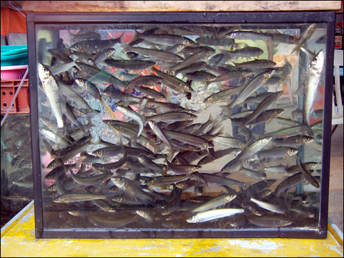 강변을 산책하다가 한 노점상의 어항속에 가득 차 있는 물고기들의 모습이 보여 사진을 찍었다.