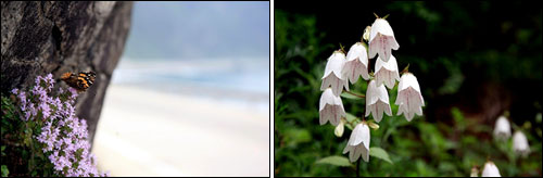 섬백리향(왼쪽)과 섬초롱꽃은 울릉도에서만 자생하는 꽃입니다.