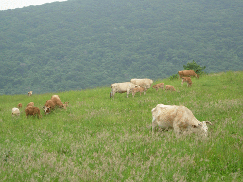 ○○목장에는 약 80여두의 소들이 있다고 한다.