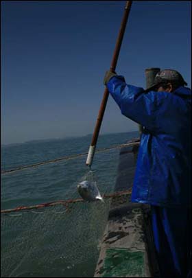 기름값은 배로 오르고, 병어 어획량은 절반으로 줄었다. 출어를 포기하는 어민들이 늘어고 있다. 병어값이 비싼 이유다.