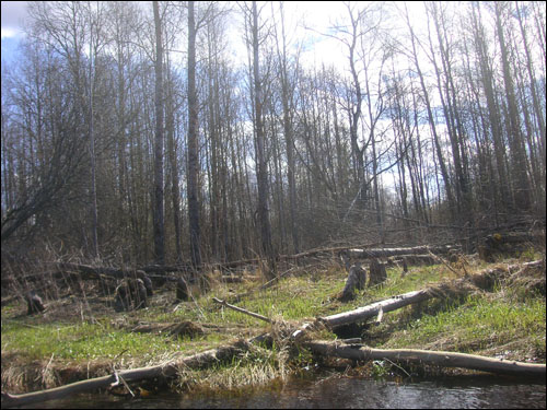 비버로 인해 만신창이가 된 숲. 에스토니아에서는 저렇게 비버들에게 쏠려 넘어진 나무들을 그다지 어렵지 않게 볼 수 있다.