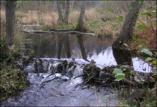 비버들이 만든 둑. 비버들이 저렇게 쌓아둔 나무들이 강물에 휩쓸려 내려와 민가를 덮치는 일이 종종 발생한다.