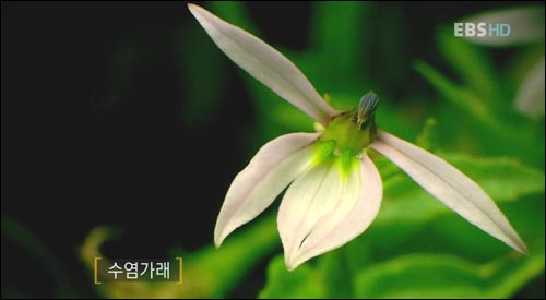 EBS다큐프라임 - 창사특집 <잡초>의 한 장면 - 방송화면 캡쳐