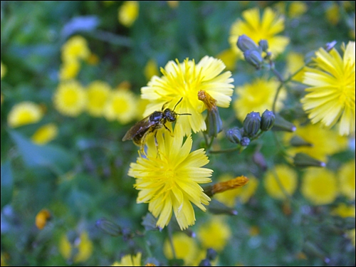 고들빼기가 노란 꽃을 피우고 벌을 유혹한다.