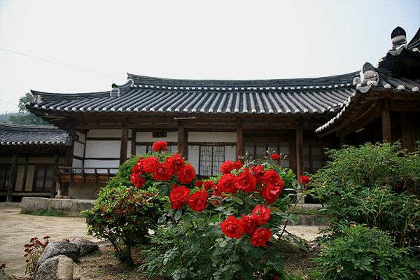 솟을대문을 지나 붉은 장미꽃과 어울린 동계고택의 사랑채
