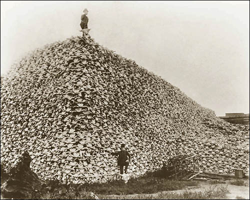 1870년대의 사진으로 들소 해골이 산더미처럼 쌓여있는 모습입니다. 거의 대학살 수준으로 남획이 자행되었음을 보여주는 증거입니다.