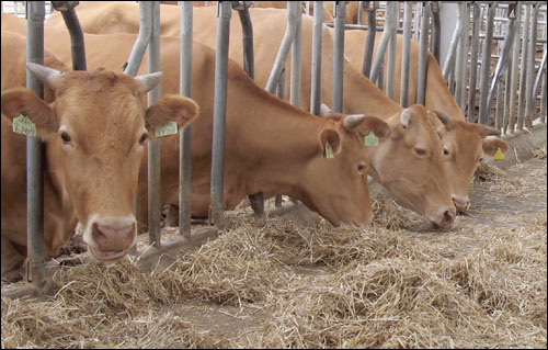 죽암농장 소들은 요즘같은 장마철이 싫다. 축사에서 지내는 날이 많기 때문이다.