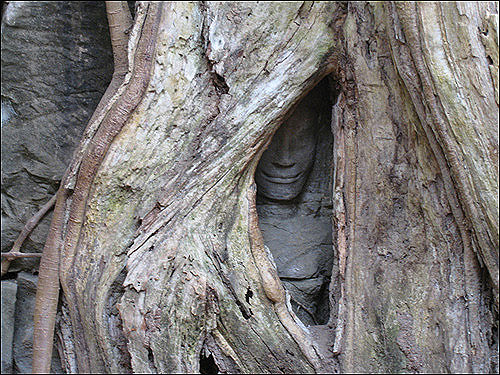 나무뿌리 사이에 고개를 내민 관음상이 은둔중인 수도자 같다.