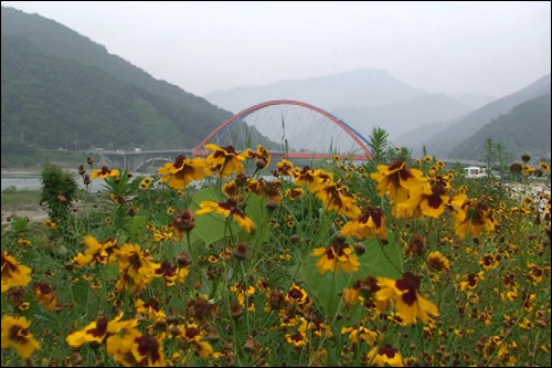 루두베키아를 닮은 노란 여름 꽃은 강바람에 몸을 싣고 하늘거립니다.