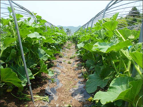 밤호박 농장 따낸 곁가지가 널브러져 있는 단호박 농장 고랑  