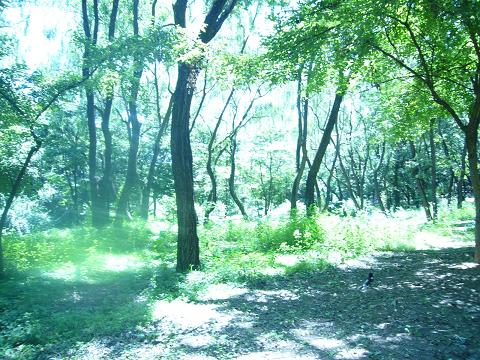 선릉에는 나무들이 많아 산책로에 그늘과 햇빛을 적절히 나눠준다.