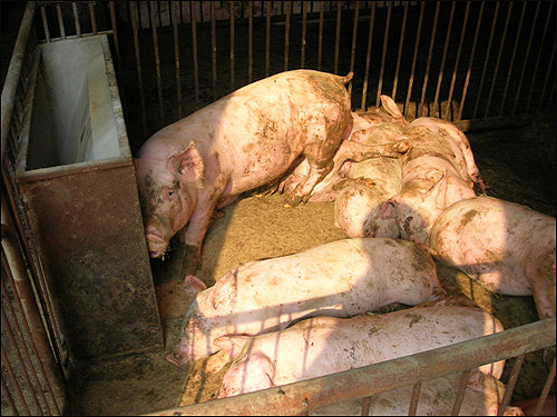 돼지사육장 안. 진흙목욕을 하지 못하는 돼지들은 자신의 배설물을 묻혀서라도 체온을 조절해야 한다. 깨끗한 것을 좋아하는 돼지들에게는 매우 스트레스를 주는 환경이다.