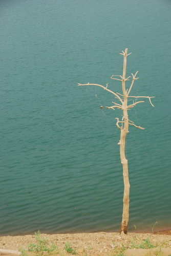 충주호 가장자리에 외롭게 서 있는 나무는 푸른 잎을 하나도 갖고 있지 않았다.