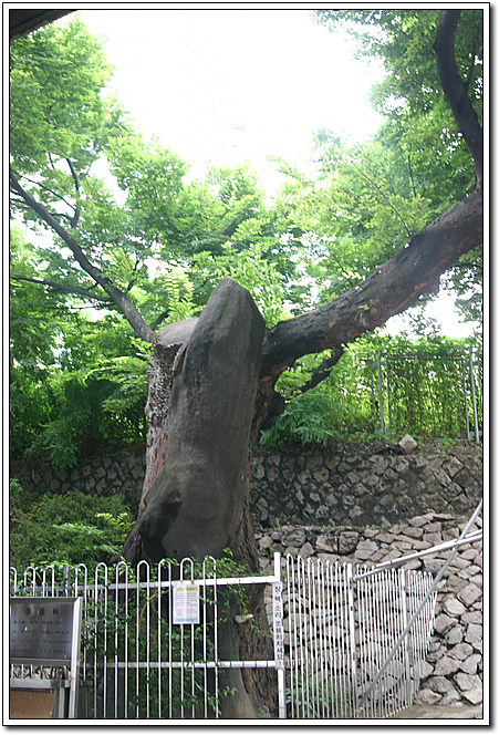 한남동 느티나무 고목