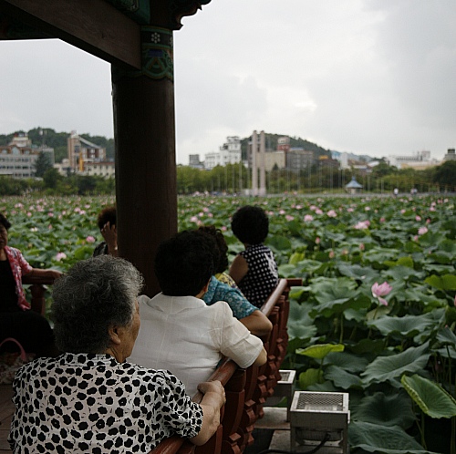 연못 중간의 팔각정에 모여있는 할머니들은 "워메 이파리가 새샥시 궁둥이만 허네잉" 이라며 놀라워했다. 