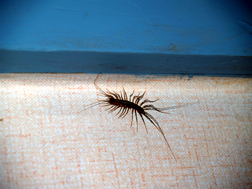 반지하 생활에 익숙해지고 벌레들과 자주 만나도, 벌레는 여전히 무섭다.