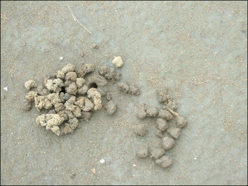 굳어진 갯벌 바닥에서도 갯지렁이는 여전히 살기 위해 흙을 밀어올리고 있다.