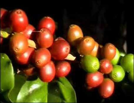 이들은 유기농 커피를 생산하고 있다.