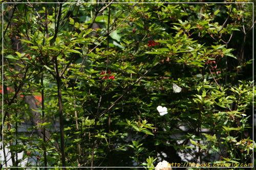 서울 ㅇ출판사로 나들이를 가서 본 배추흰나비. 갈 데 없는 서울이지만, 마당에 조그마한 숲을 꾸며 놓으면, 그나마 날개라도 쉬어 갈 수 있구나 싶습니다.